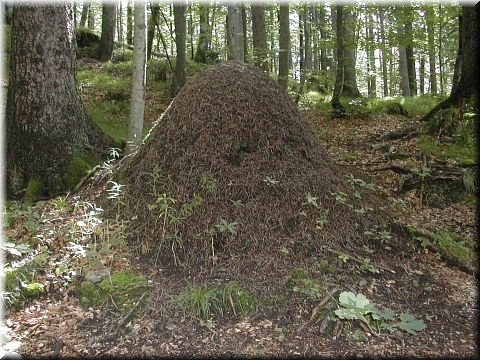 Ureinwohner